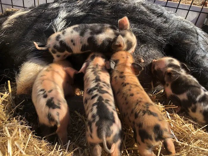 Paradise Mini Pigs Picture 4
