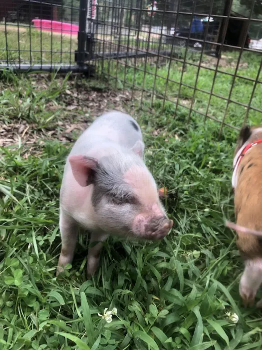 Paradise Mini Pigs Picture 3