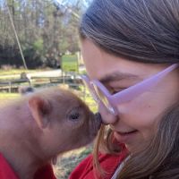 Paradise Mini Pigs ico
