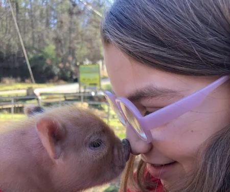 Paradise Mini Pigs