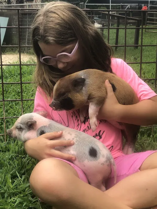 Paradise Mini Pigs Picture 2