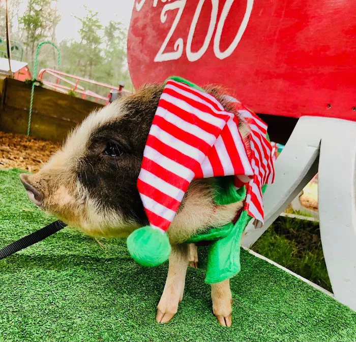 Paradise Mini Pigs Picture 5
