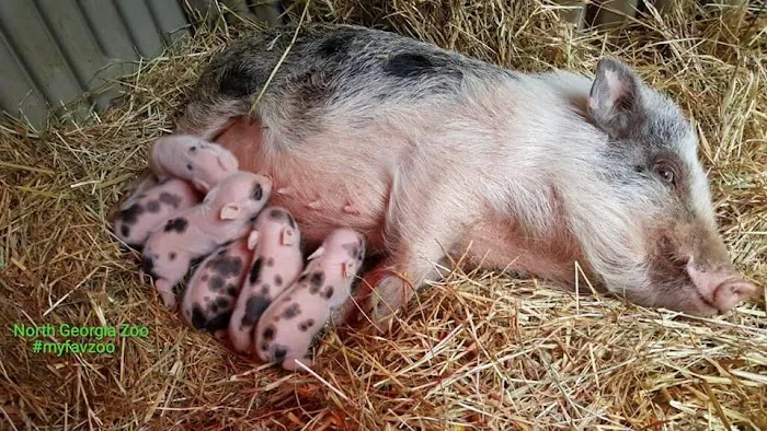 Paradise Mini Pigs Picture 6