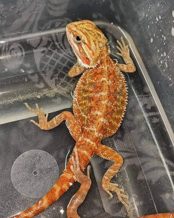 GHC Exotics Pets And Supplies Picture 8