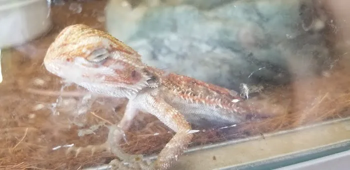 GHC Exotics Pets And Supplies Picture 5