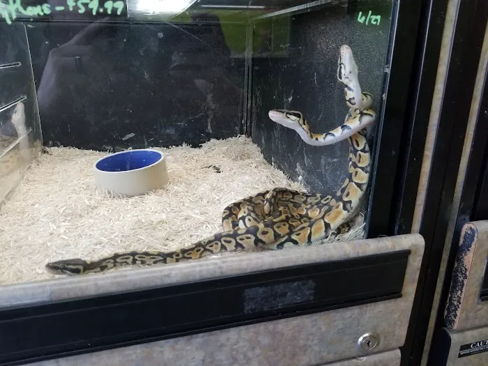 GHC Exotics Pets And Supplies Picture 7