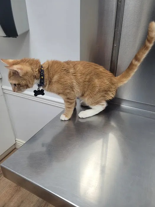 Boulevard Veterinary Clinic Picture 2