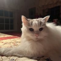 Westfield Veterinary Group ico