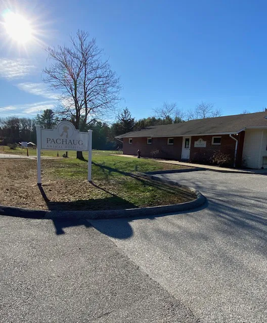 Pachaug Animal Hospital Picture 6
