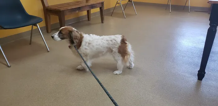 Pachaug Animal Hospital Picture 1