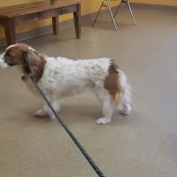 Pachaug Animal Hospital ico