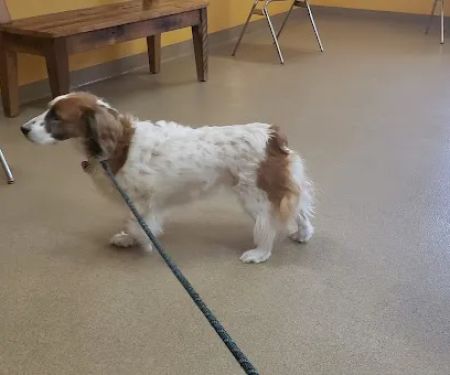Pachaug Animal Hospital