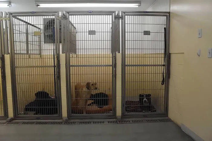 Pachaug Animal Hospital Picture 8