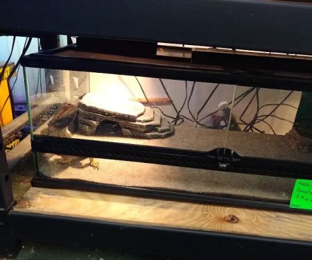 Pets Unleashed