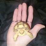 The Critter Center