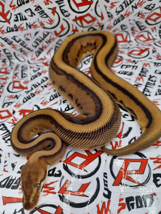 R3N3GAD3 REPTILES Picture 8