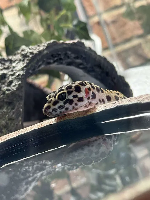 R3N3GAD3 REPTILES Picture 1