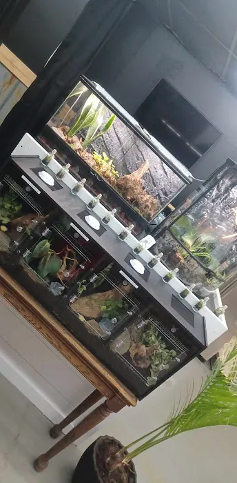 R3N3GAD3 REPTILES Picture 10