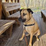 Westerly Animal Hospital