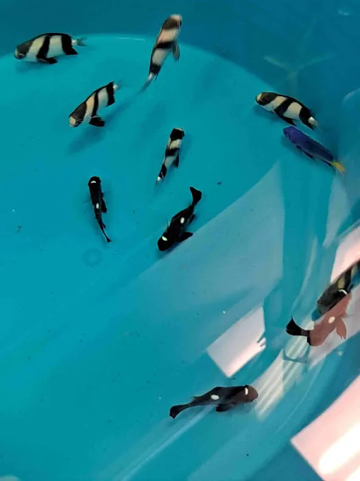 Under The Sea Aquatics Picture 4