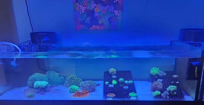 Under The Sea Aquatics Picture 3