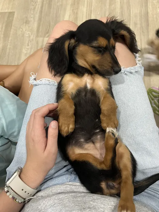 The Puppy Place Picture 9