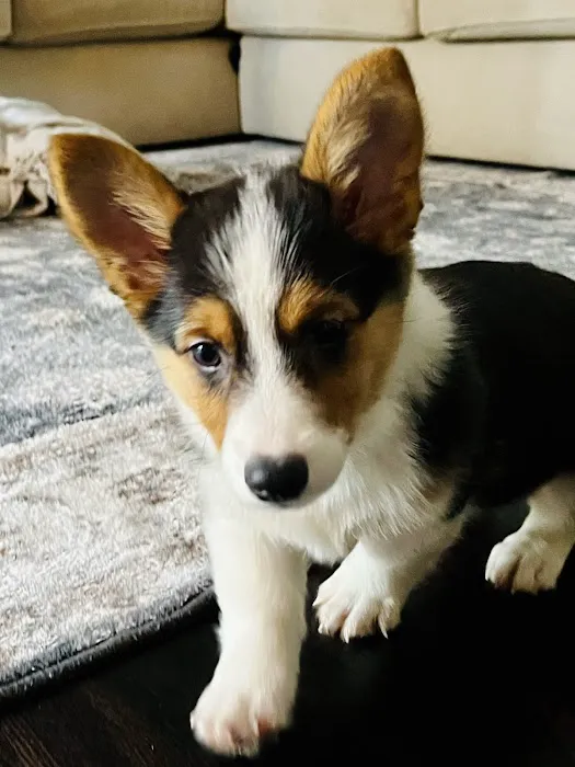 The Puppy Place Picture 6