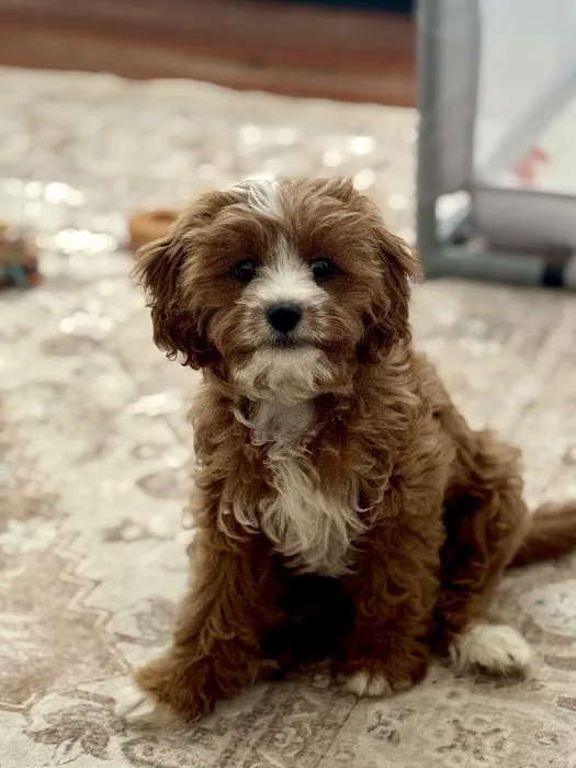 The Puppy Place Picture 5
