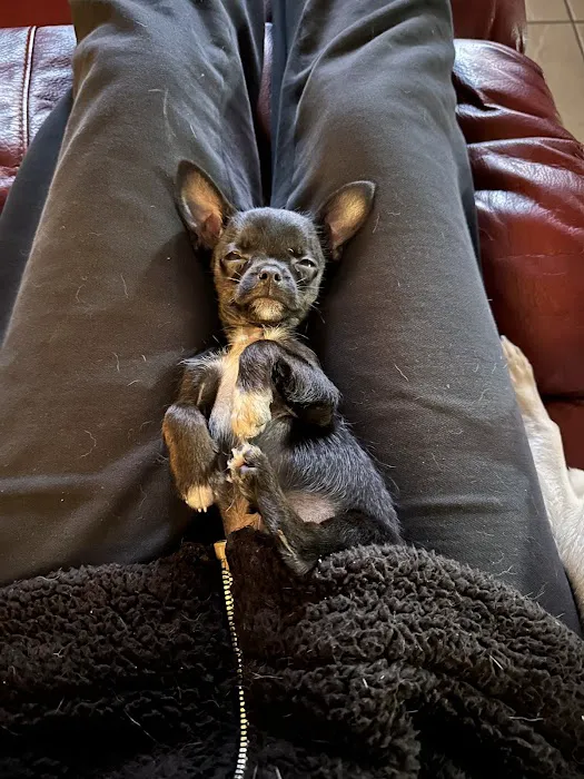 The Puppy Place Picture 4