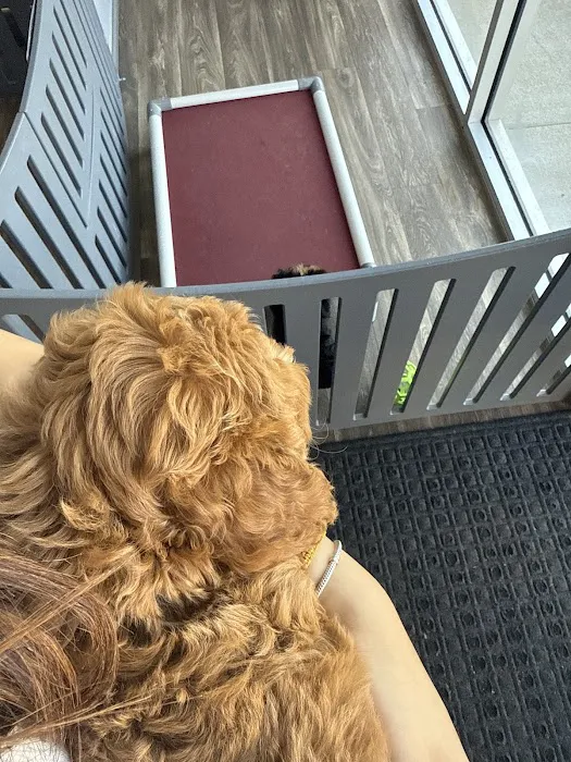 The Puppy Place Picture 2