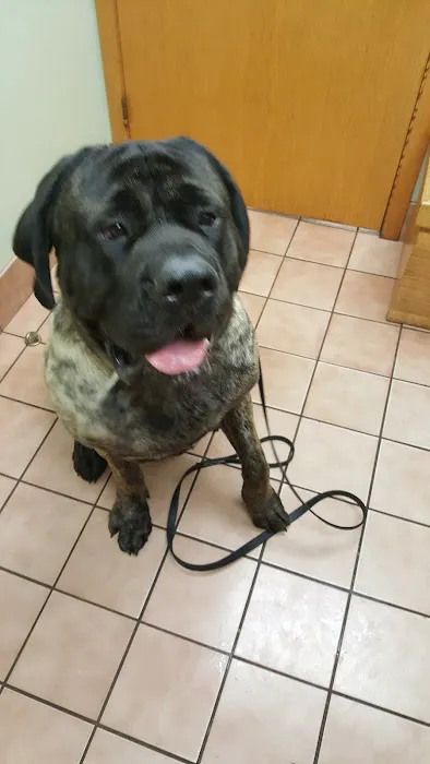 VCA Cromwell Animal Hospital Picture 3