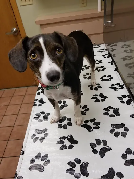 VCA Cromwell Animal Hospital Picture 5