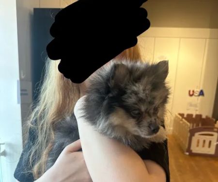 The Puppy Patch