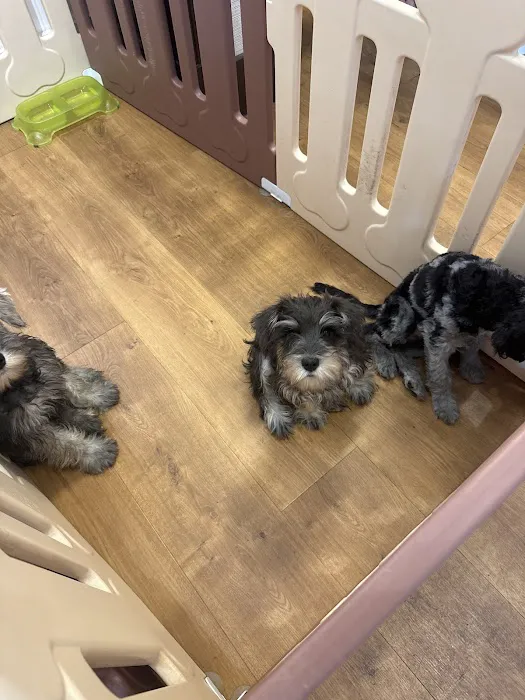 The Puppy Patch Picture 6