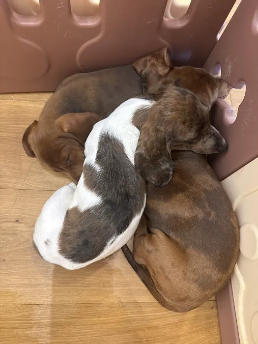 The Puppy Patch Picture 5