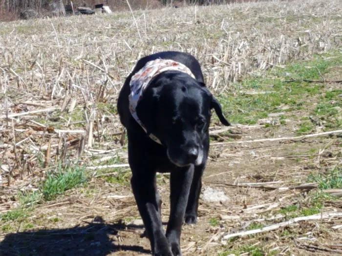 North Windham Animal Hospital Picture 8
