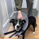 North Windham Animal Hospital