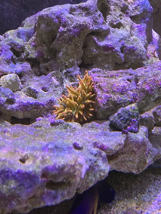 Zac's Reef Picture 3