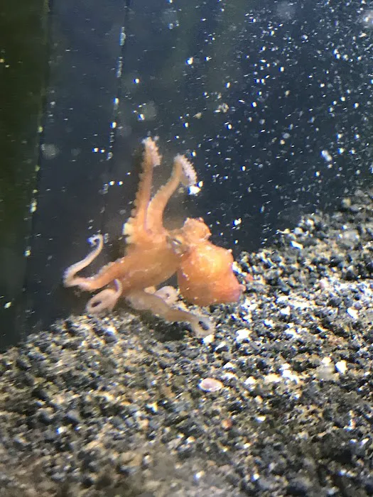 Zac's Reef Picture 9