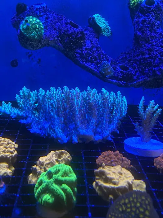 Zac's Reef Picture 10