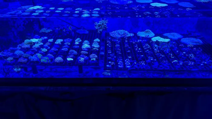Zac's Reef Picture 6