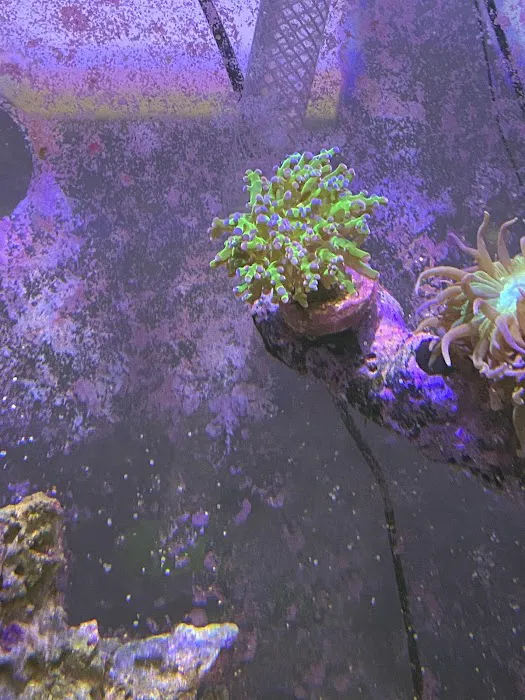 Zac's Reef Picture 8