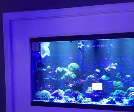 Zac's Reef