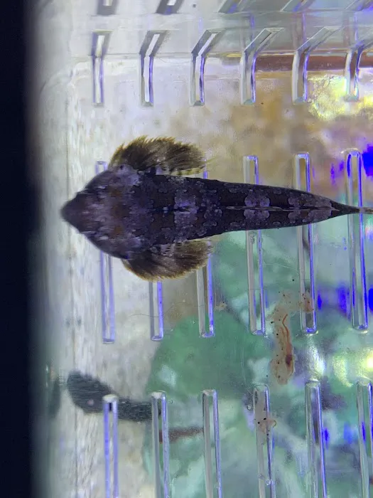 Zac's Reef Picture 7