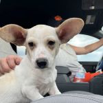 The Puppy Patch LLC