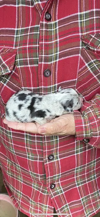 The Puppy Patch LLC Picture 6