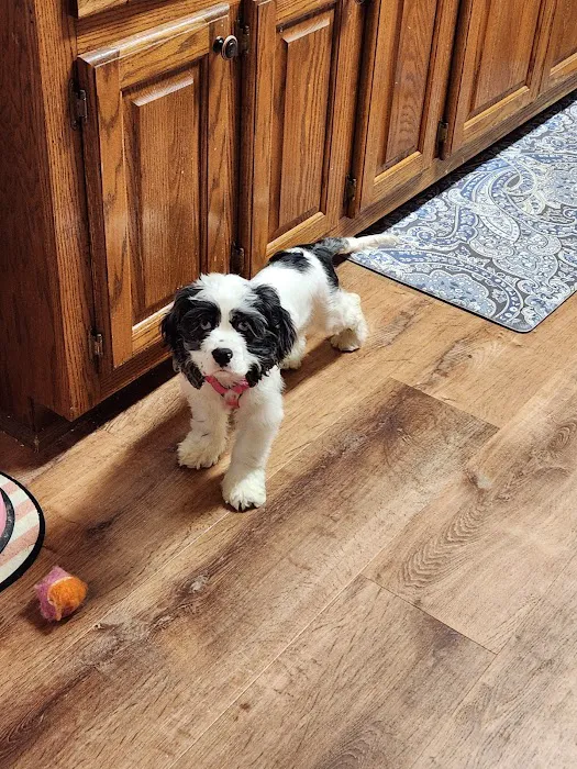 The Puppy Patch LLC Picture 7