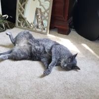 East Brook Animal Hospital ico