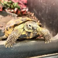 Two Guyz Pet Shop ico