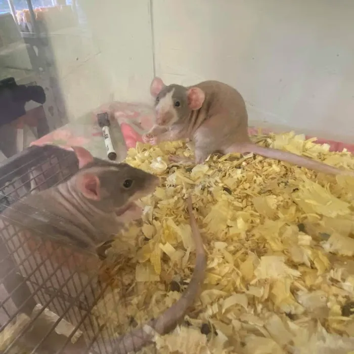 Two Guyz Pet Shop Picture 6